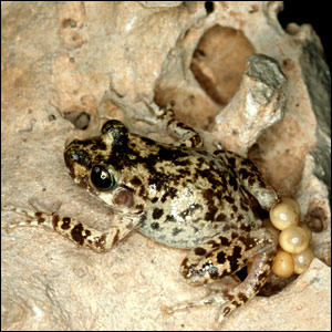 Majorkanska žaba - muška majka