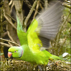 Mauritanski papagaj