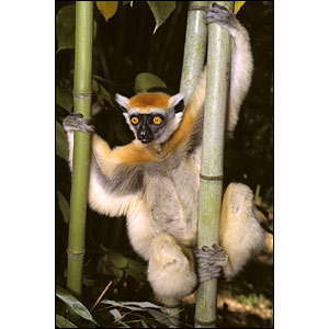Zlatnoglavi lemur